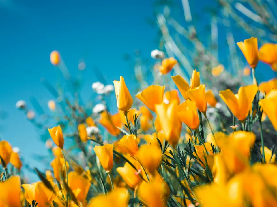 Golden poppies against a blue sky, with soft photographic depth of field.